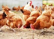Pencegahan Penyakit ND Pada Broiler