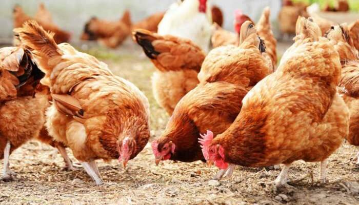 Pencegahan Penyakit ND Pada Broiler