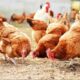 Budidaya ayam kampung organik