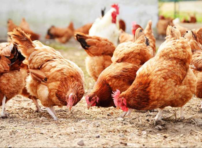 Beternak Ayam Pedaging 2025