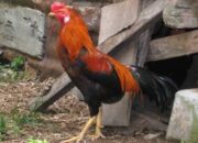 Panduan Beternak Ayam Kampung