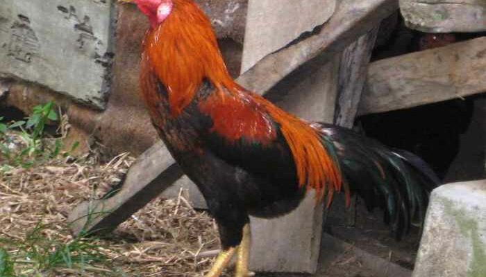 Panduan Beternak Ayam Kampung
