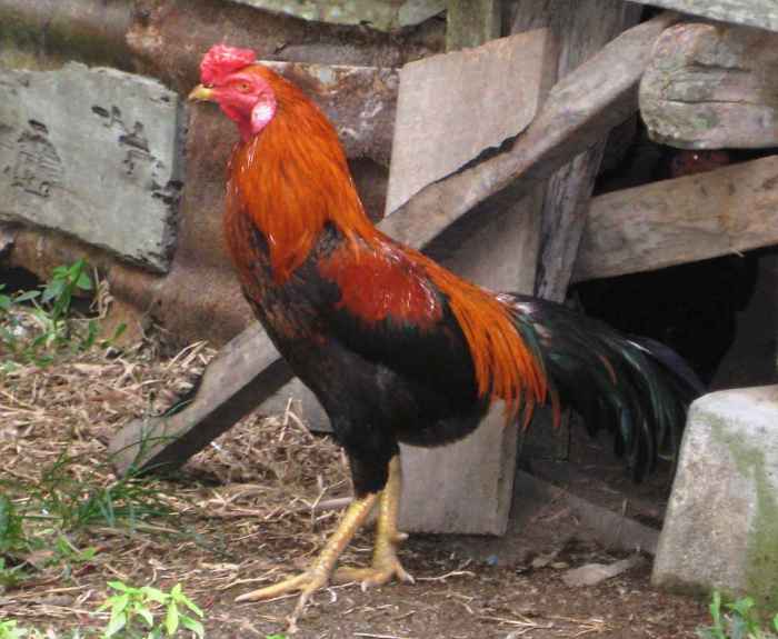 Budidaya ayam kampung
