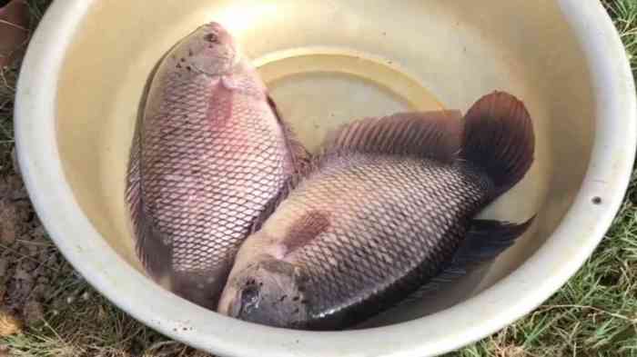 Keuntungan Ternak Ikan Gurame
