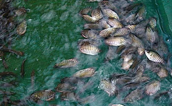 Masa Panen Ikan Gurame