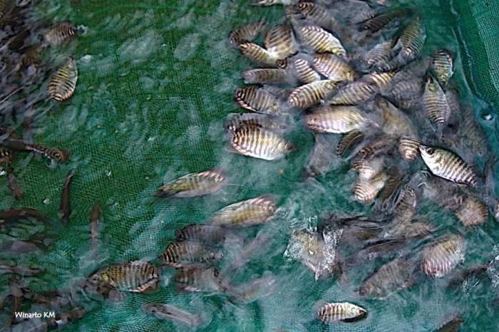 Desain kolam ikan gurame