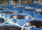 Persiapan Kolam Ikan Nila