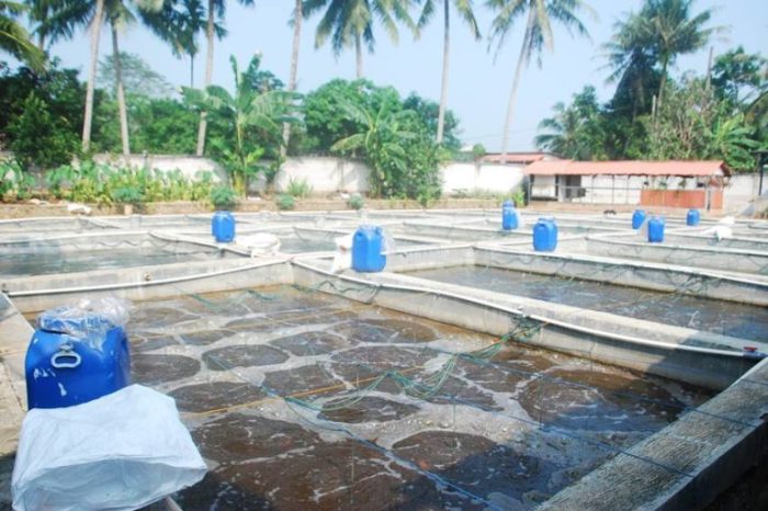 Budidaya gurame sistem bioflok