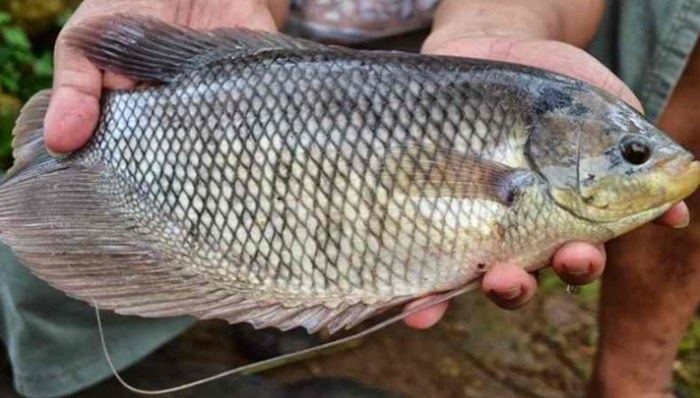 Ikan gurame bibit budidaya kolam gurami jual benih tanah jenis terpal osphronemus hingga arenahewan memulai usaha mudah pemula semoga sudah Panduan budidaya gurame pemula