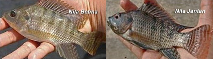 Panduan budidaya nila pemula