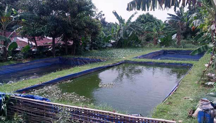 Panduan budidaya nila pemula