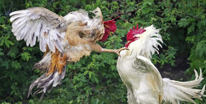 Ayam bangkok ciri baik masih aduan turunan seekor asli kita menentukan memilih apakah merupakan lakukan cepat