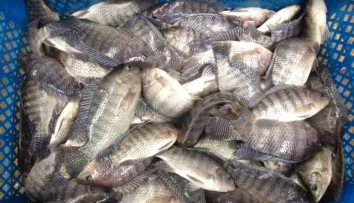 Strategi Pemasaran Ikan Gurame