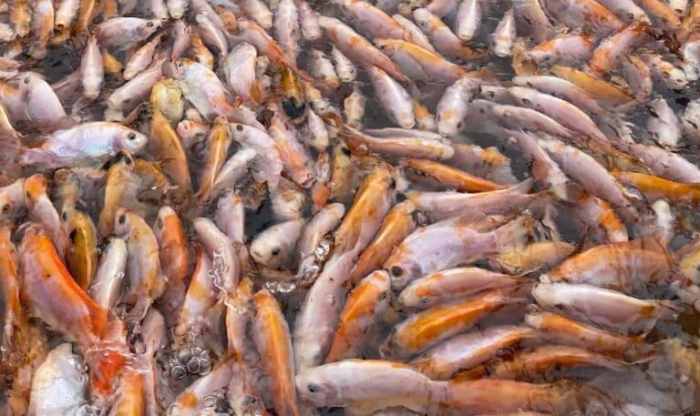 Nila ikan pakan Cara membuat pakan nila sendiri