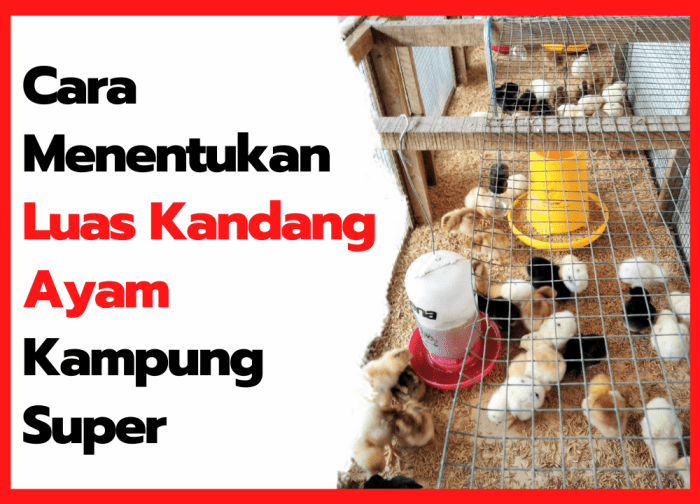 Ayam kandang kampung petelur membuat potong dekorrumah dalam hal