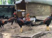 Cara mengawinkan ayam bangkok berbeda jenis