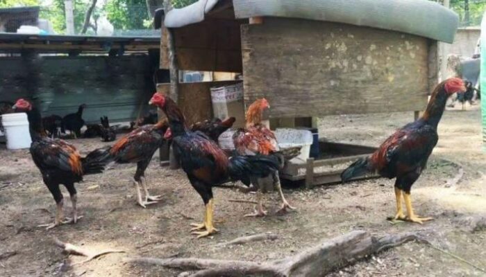 Cara Mengawinkan Ayam Bangkok Berbeda Jenis
