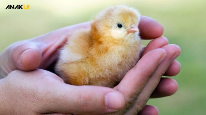 Merawat anak ayam kampung