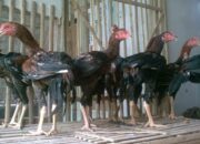 Modal Budidaya Ayam Bangkok