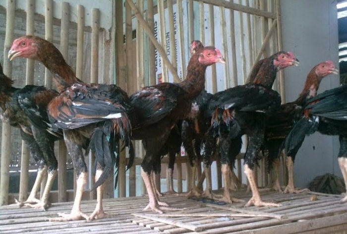 Modal budidaya ayam bangkok