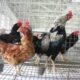 Kawin silang ayam kampung