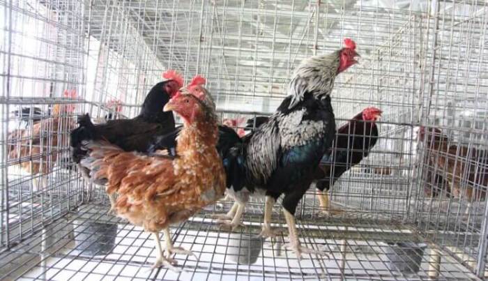 Cegah Kematian Ayam Kampung