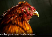 Ciri Ayam Bangkok Juara