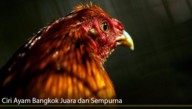 Ciri ayam bangkok juara