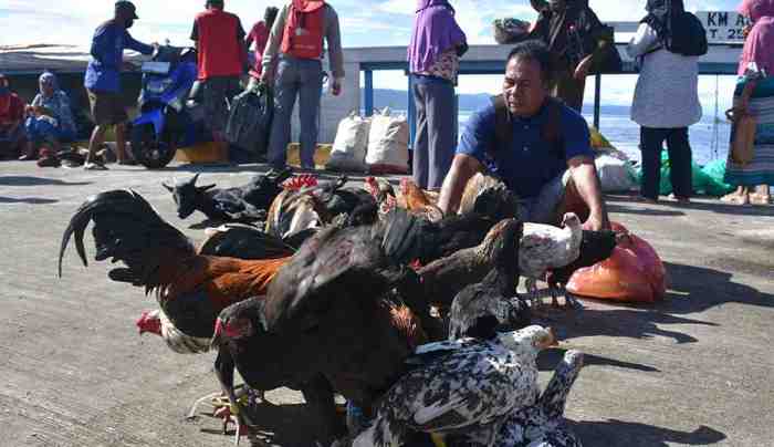 Pasar ayam kampung terdekat