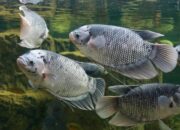 Strategi Pemasaran Ikan Gurame