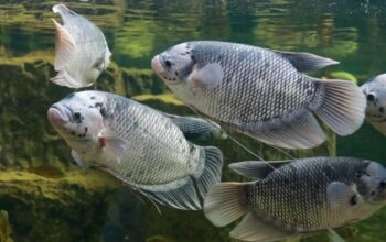 Esain kolam ikan gurame