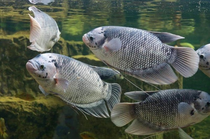 Esain kolam ikan gurame