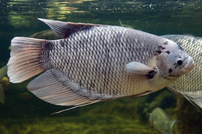 Strategi Pemasaran Ikan Gurame