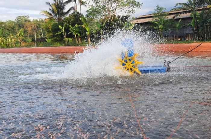 Ternak nila tanpa aerator