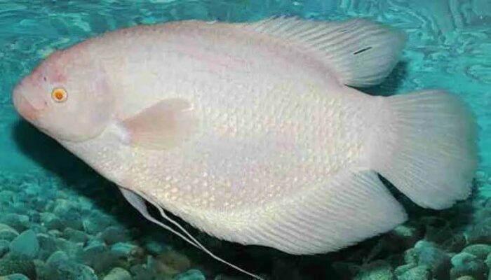 Analisa Usaha Budidaya Gurame