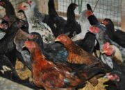 Hama Pengganggu Ayam Kampung