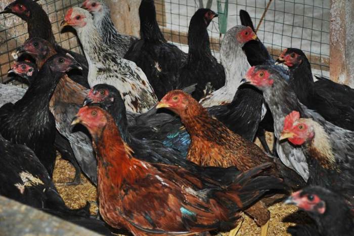 Strategi Pemasaran Ayam Kampung