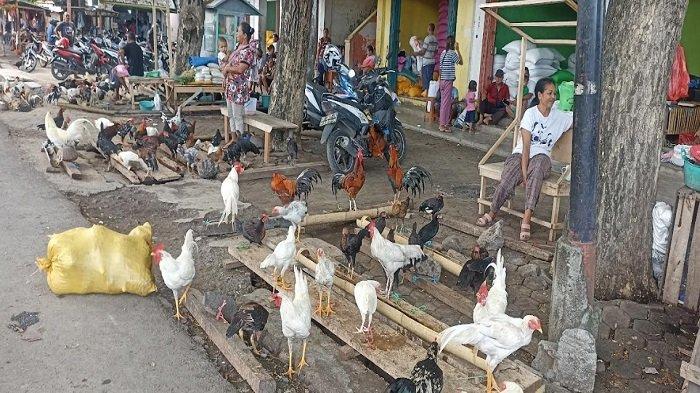 Pasar ayam kampung terdekat