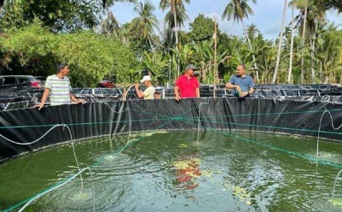 Budidaya gurame sistem bioflok
