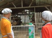 Kambing Etawa Untuk Wisata Edukatif