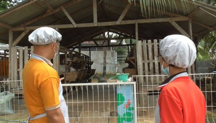 Kambing Etawa Untuk Wisata Edukatif