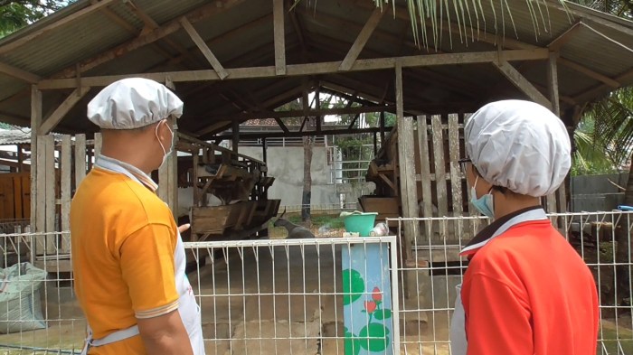 Kambing etawa untuk wisata edukatif