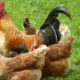 Indukan ayam kampung berkualitas