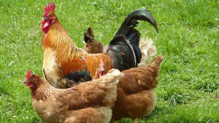 Indukan ayam kampung berkualitas