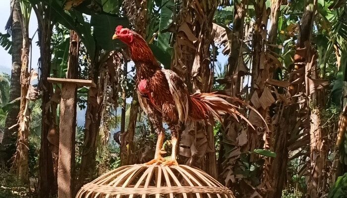 Keuntungan Ternak Ayam Bangkok