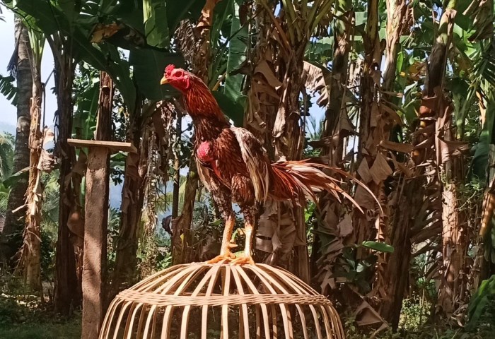 Teknik Memandikan Ayam Bangkok