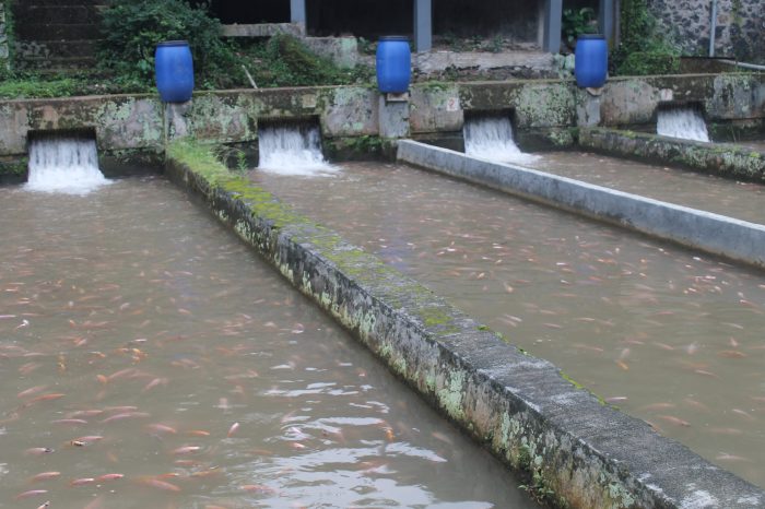 Ukuran Kolam Ideal Untuk Nila