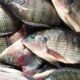 Harga jual ikan nila 2024/2025