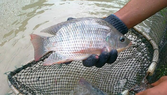 Vitamin Untuk Pertumbuhan Nila