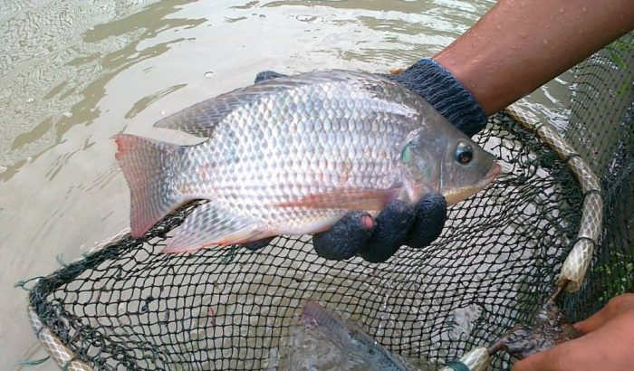 Pemijahan Ikan Nila